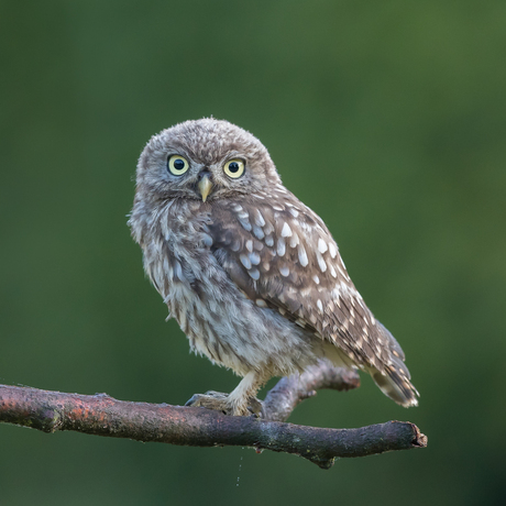 Juveniele steenuil