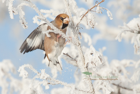 Appelvink