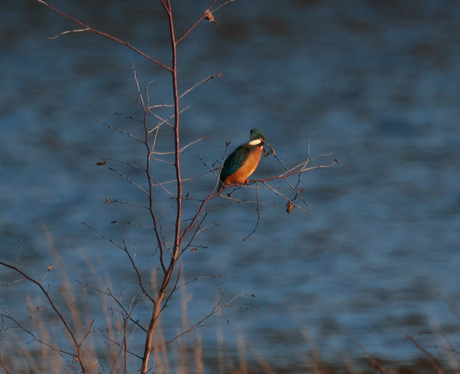 IJsvogel