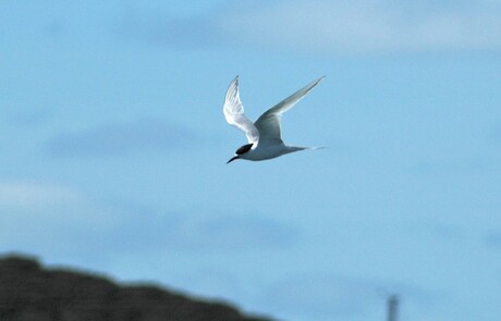 White-fronted Tern (Sterna striata).