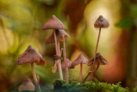 Groepjepaddenstoelen