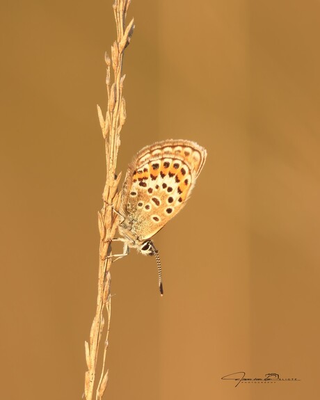 Heideblauwtje / Plebejus argus / Silver-studded Blue