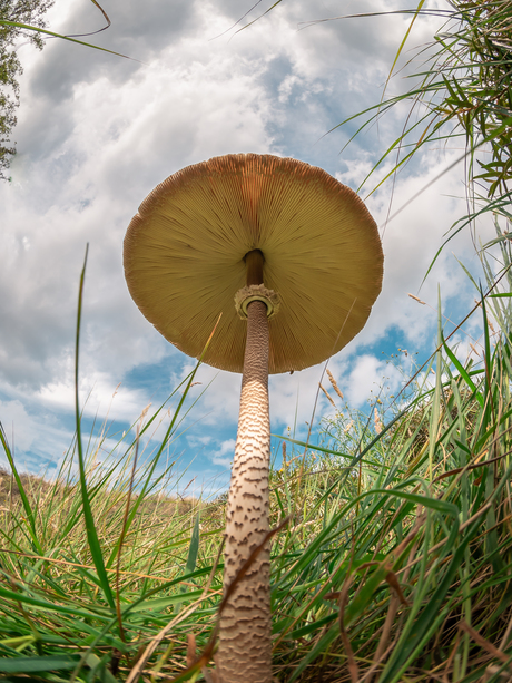Grote Parasolzwam van onder