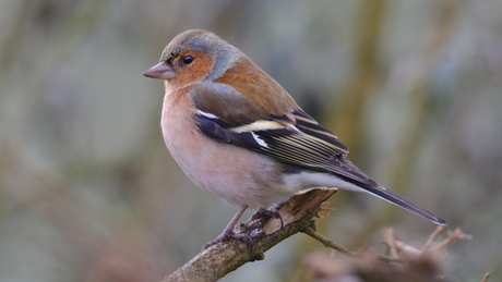 Vink