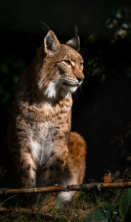 Lynx