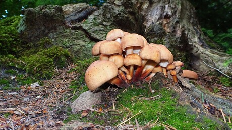Spoelvoetcollybia.
