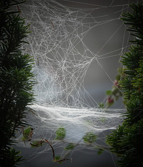 Prachtig kunstwerk!🕸🕷🌿