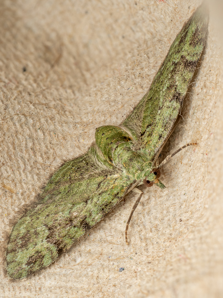 Groene dwergspanner