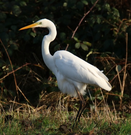 Grote zilverreiger