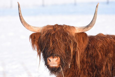 Schotse hooglander.