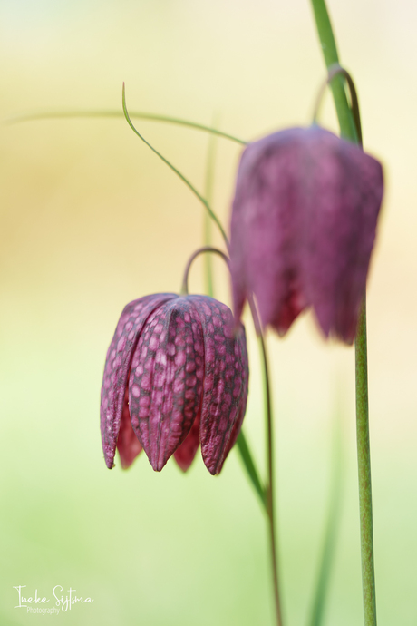 Kievitsbloemen