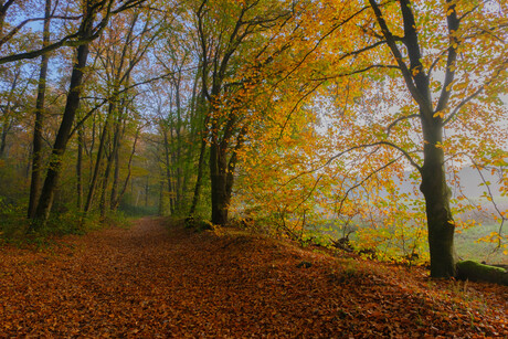 herfstkleuren in het bos