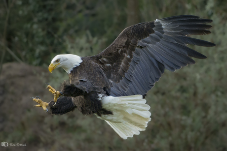 Amerikaanse zeearend