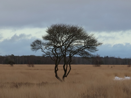 Boom in het Wierdense veld