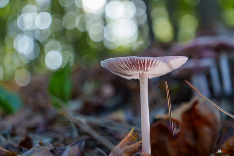 Grote bloedsteelmycena