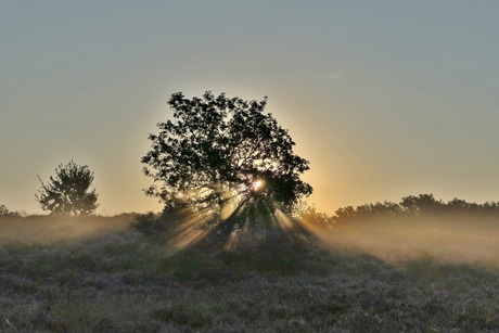 Zonsopkomst op heide