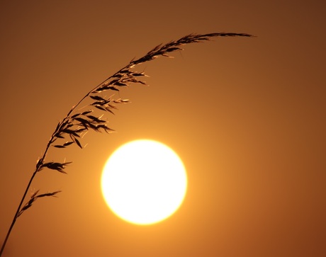 Buiging voor de zon