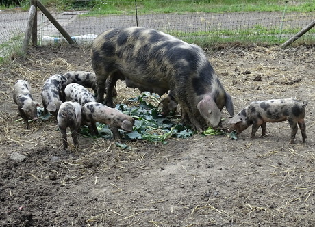 varken met jong