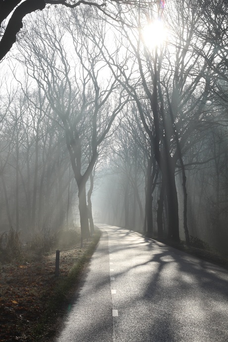 Zon schijnt door de bomen