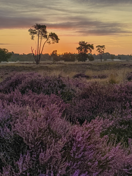 Zonsopkomst
