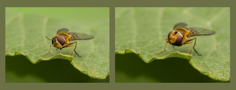 Bosbandzweefvlieg met gedraaide kop