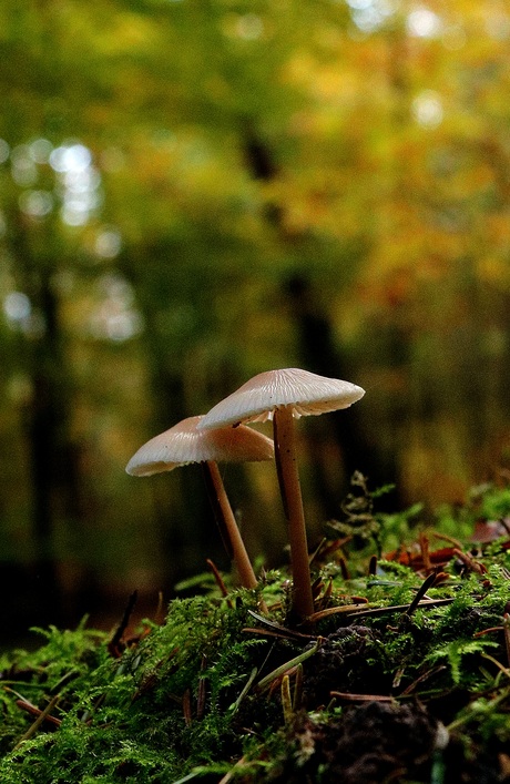...dan maar een paddestoel...
