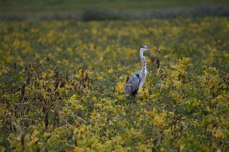 In het veld op wacht