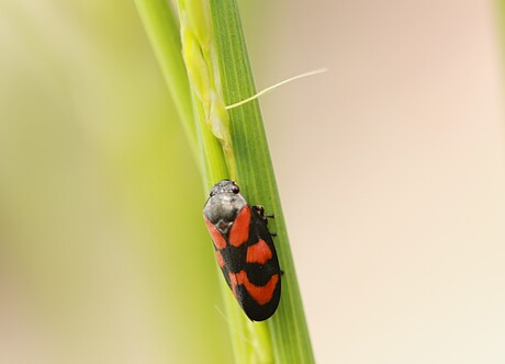 Bloed Cicade