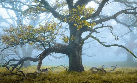 Oaken playground 