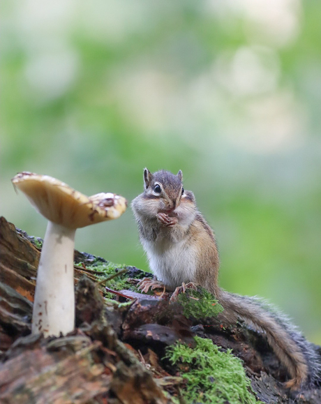 Herfst in het wandelbos