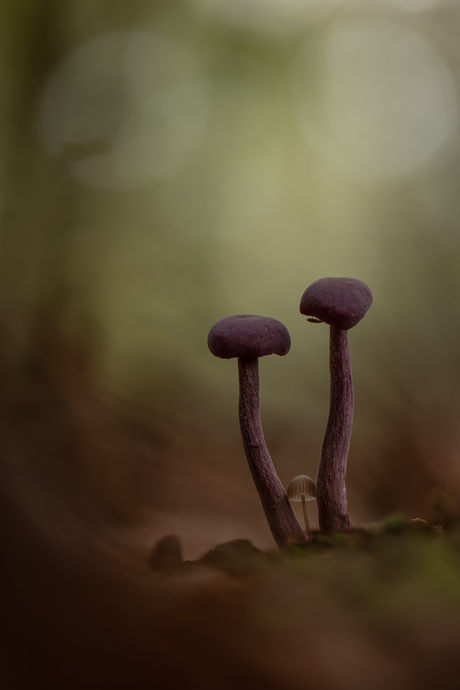 Adoptie mycena