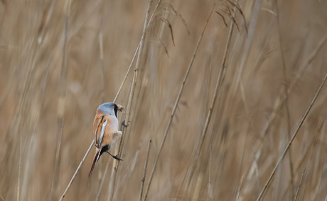 Baardmannetje in het riet