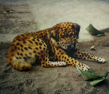 Gemaakt in Indonesië 