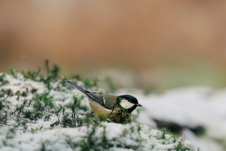 Koolmees in de sneeuw