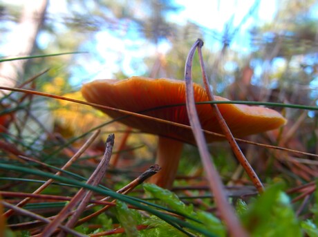 paddenstoelen parade 2