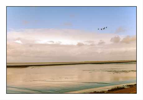 vogels boven het wad Moddergat Friesland