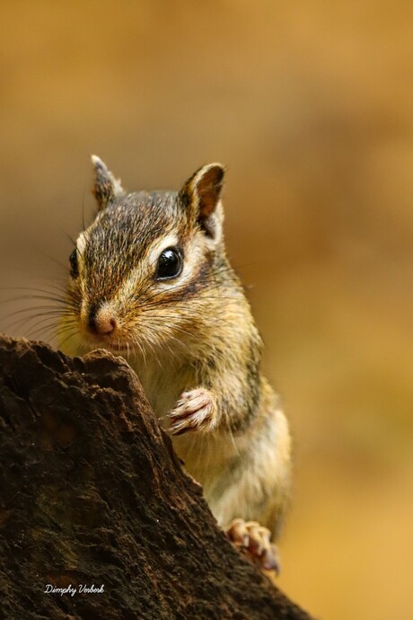 Siberische grondeekhoorn 