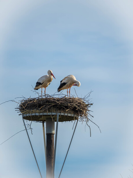 ‘Lente in de lucht, de ooievaars zijn terug!”