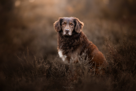 Heart of Gold