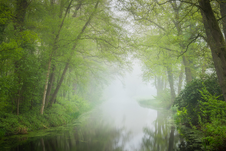 Groene droom.
