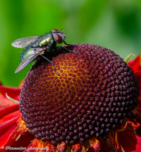 Garden Photography