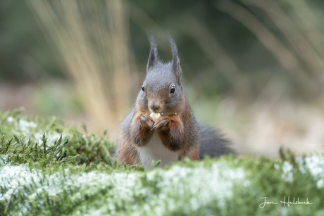 Eekhoorn in de kou