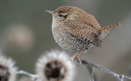 Prachtig winterkoninkje