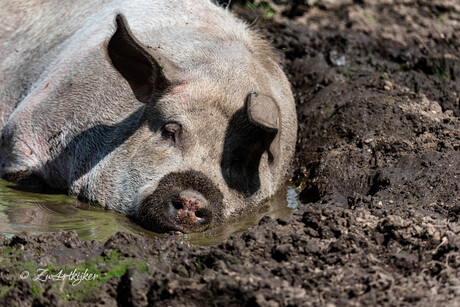 knorrend in het zonnetje...