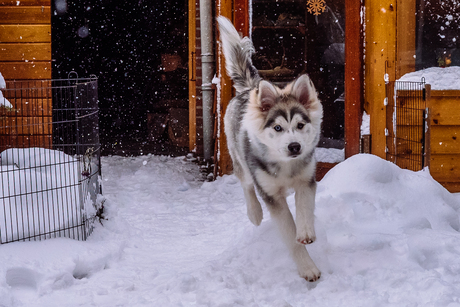Pootjes van de grond...
