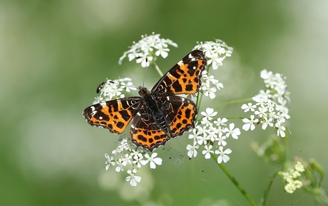 Landkaartje