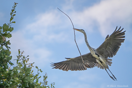 Blauwe reiger neemt flinke tak mee