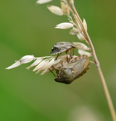 Zo moeder zo Dochter