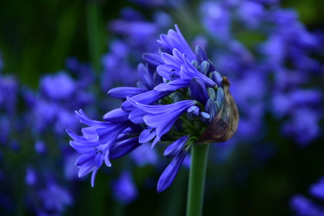 Agapanthus