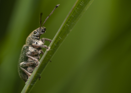 Snuitkever in het gras